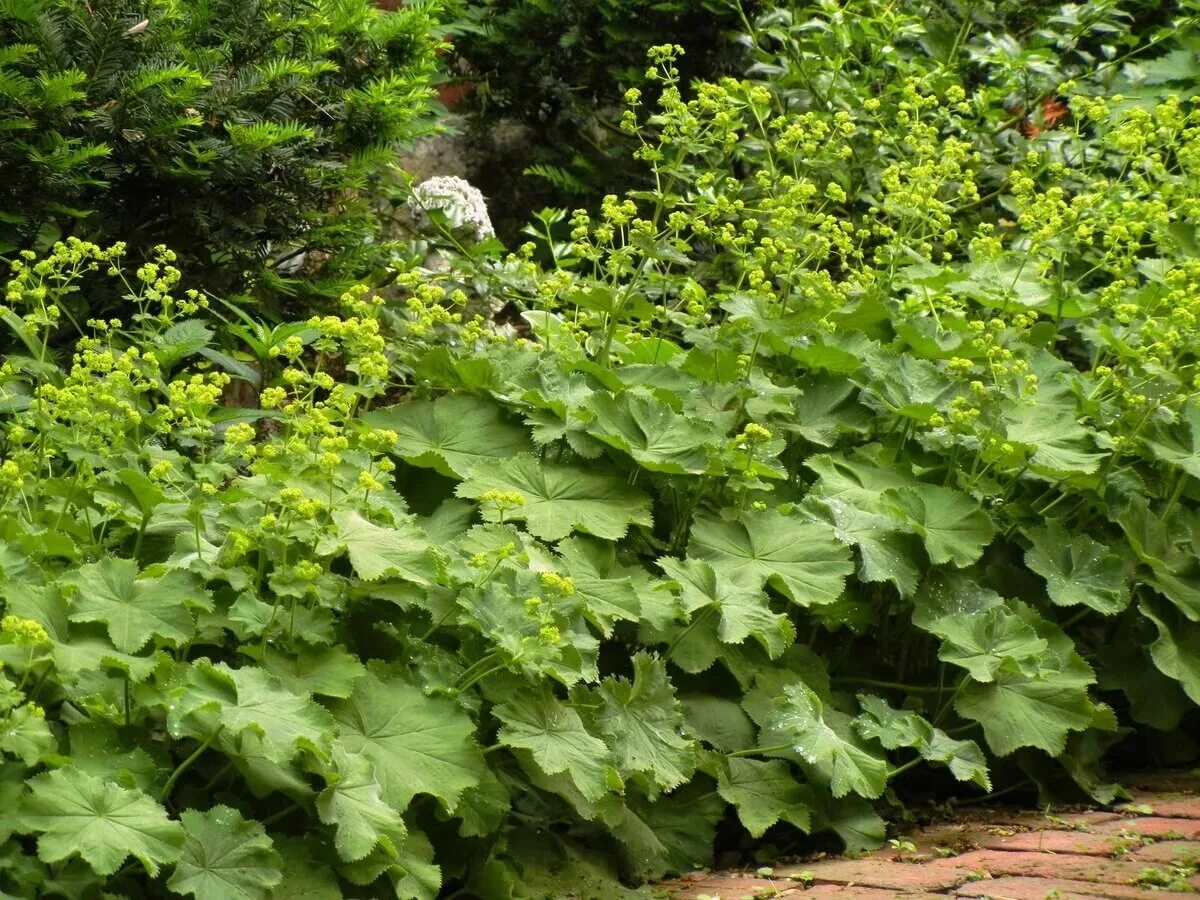 Манжетка робустика. Манжетка alchemilla mollis. манжетка мягкая alchemilla mollis `robustica`. манжетка мягкая (alchemilla mollis). манжетка robustica.