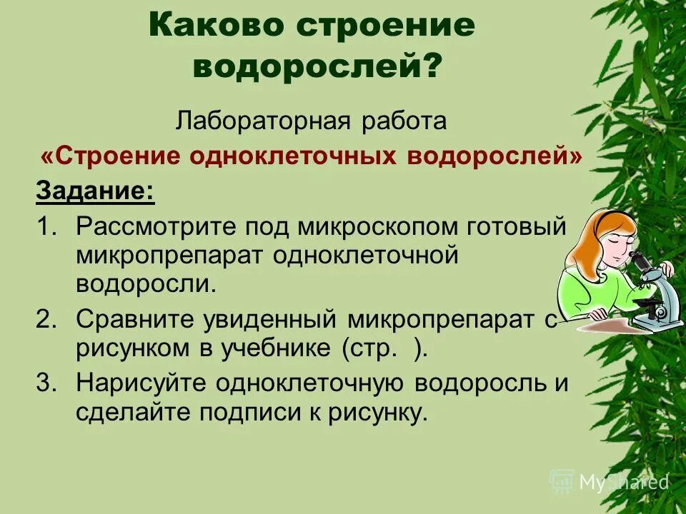 Каково строение водорослей. Лабораторная работа строение зеленых водорослей. Вывод строение водорослей. Лабораторная работа строение водорослей