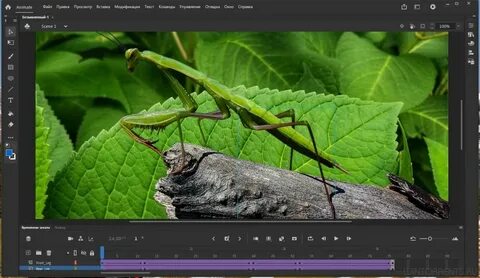 Adobe animate 2024