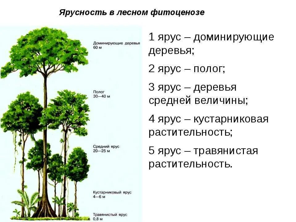 Лиственные преобладающие виды растений. Ярусность лесного фитоценоза. Ярусность в широколиственном лесу. Пространственная структура экосистемы ярусность. Ярусность Лесной экосистемы.