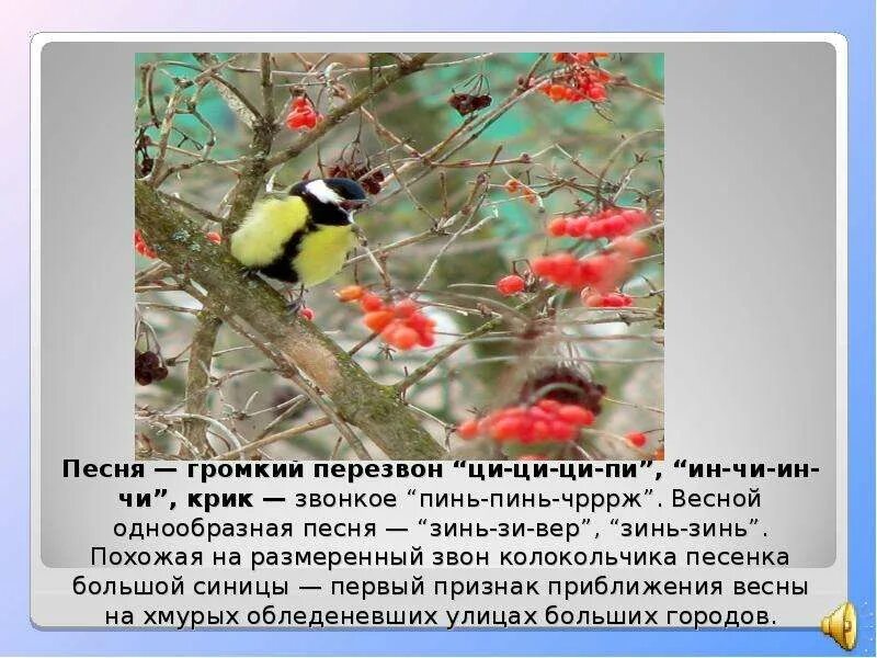 Поведение зимующих птиц. Весеннее поведение птиц. Поведение птиц весной. Как изменилось поведение зимующих птиц.