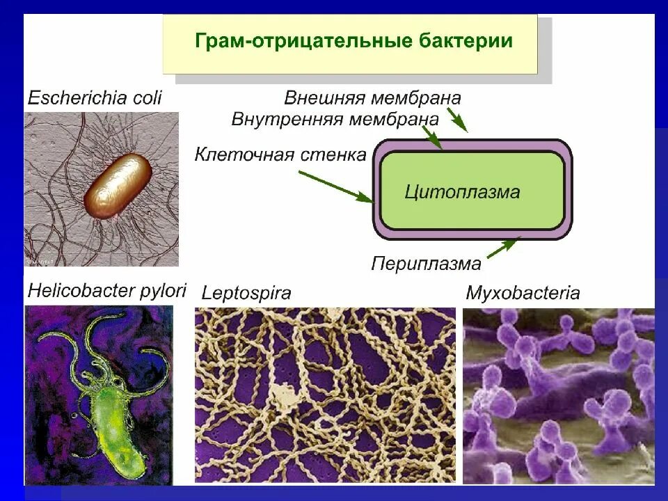 Общая биология презентации