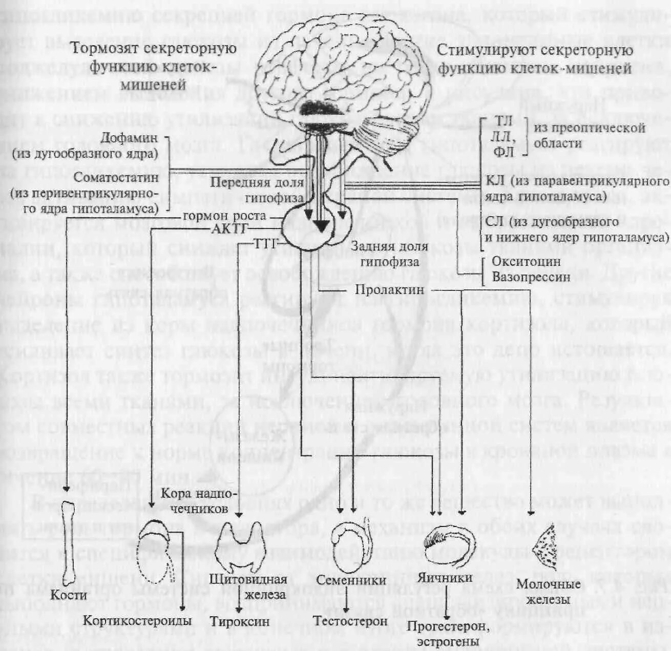 Клетки органы мишени. Клетки мишени гормонов гипоталамуса. Клетки мишени гормонов гипофиза. Соматолиберин клетки мишени. Тироксин гормон клетки мишени.