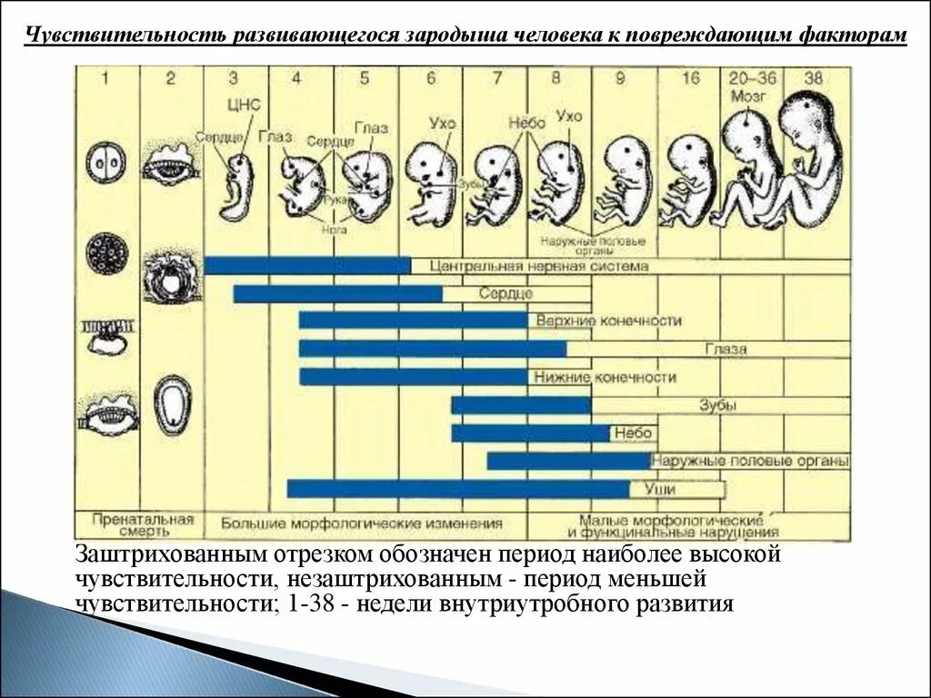 Различные периоды. Критические периоды внутриутробного развития плода таблица. Критические периоды развития эмбриона таблица. Периоды внутриутробного развития схема. Этапы развития эмбриона критические периоды.