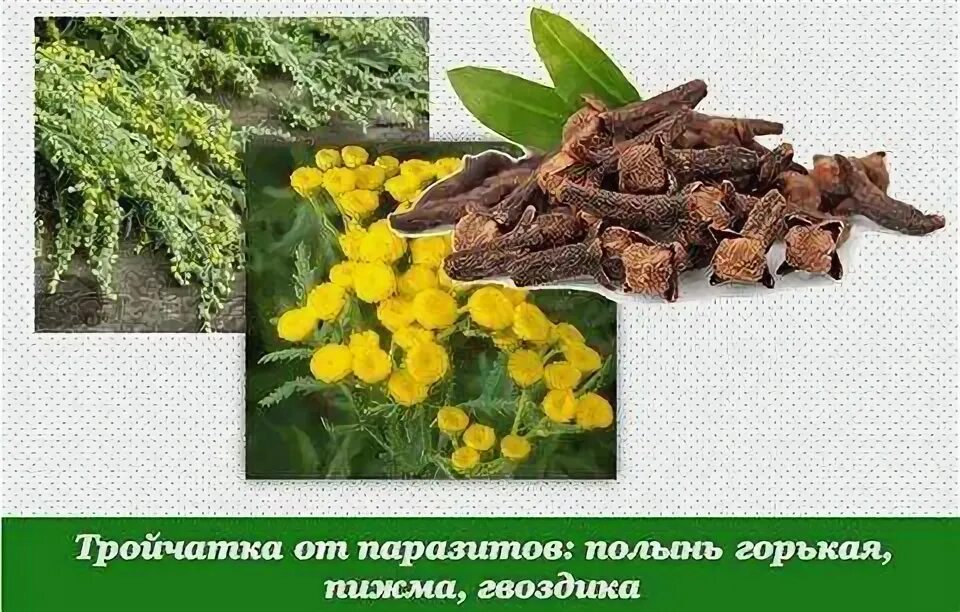 Гвоздика пижма и полынь от паразитов. Гвоздика пижма и полынь от паразитов. Гвоздика пижма и полынь от паразитов. Гвоздика пижма и полынь от паразитов. Тройчатка от паразитов полынь пижма.