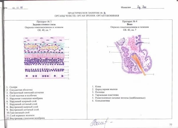 Атлас гистология эмбриология гистология. Цитология и гистология атласы. альбом по гистологии. заполненный альбом гистология. альбом для практических занятий по гистологии.