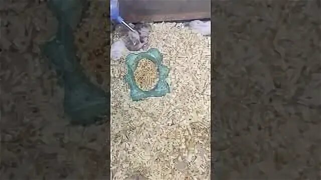 30 августа хамстер