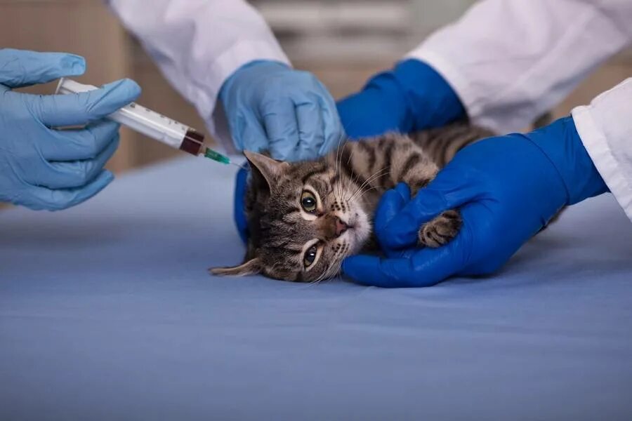 Где сделать бесплатную прививку кошкам. Вакцинация котят. Прививка для кошек. Вакцинация и дегельминтизация кошек. Вакцинация кошек 2022г.