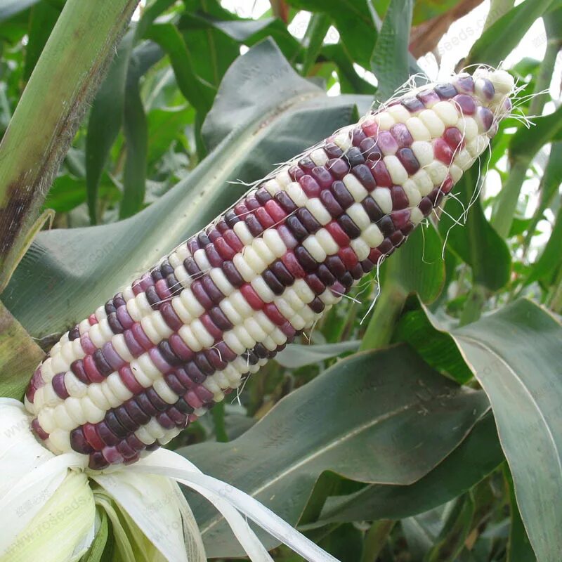 Mays corn. Кукуруза - Zea Mays l.. Кукуруза декоративнолистная пестрая. Кукуруза Земляничная семена. Восковидная кукуруза (Zea Mays Ceratina.