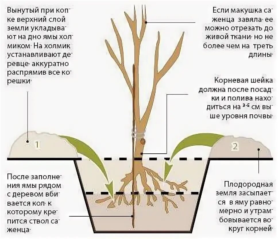 Посадка роз корневая шейка. Корневая шейка у розы. Корневая шейка у муррайи. Прививка и корневая шейка у роз. Можно ли углублять перцы