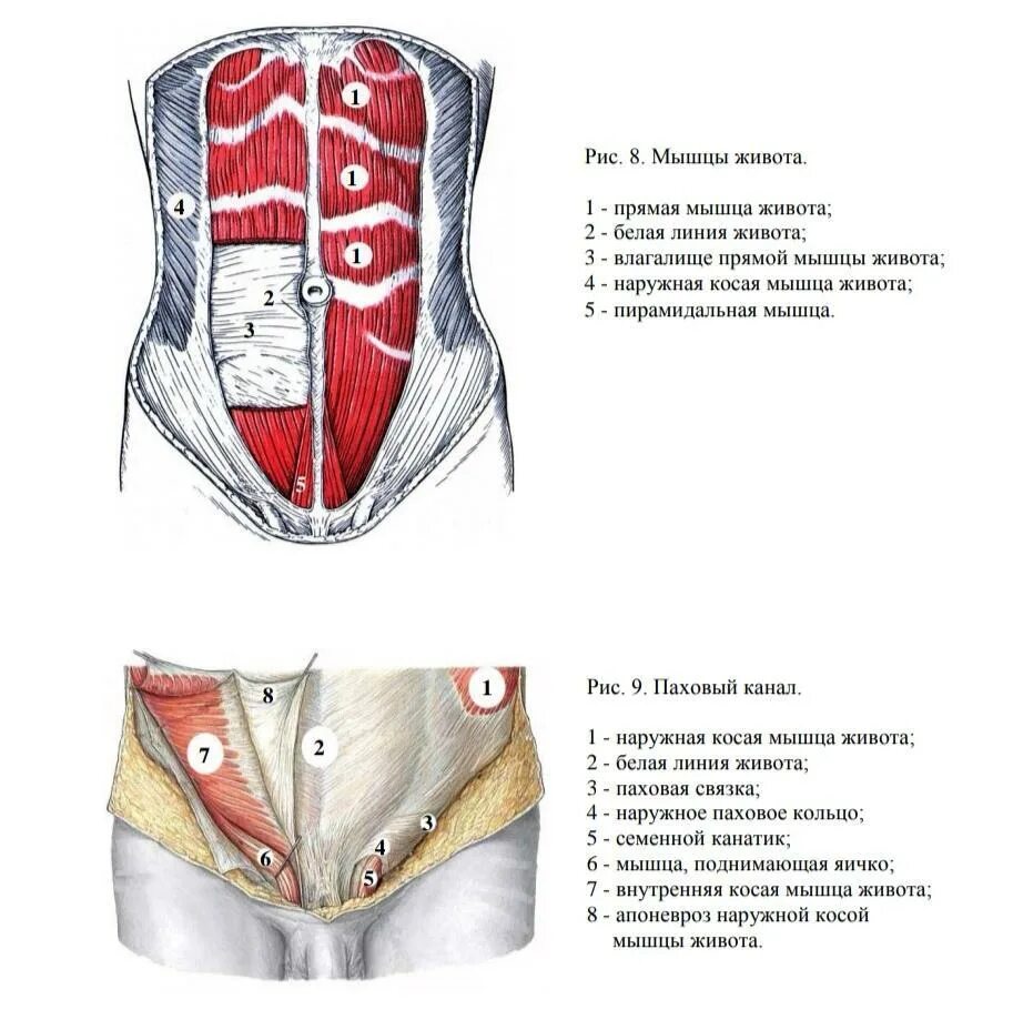 Передняя прямая мышца живота. Наружная и внутренняя косая мышца живота. Наружные и внутренние косые мышцы живота. Прямая и поперечная мышцы живота. Косые и поперечные мышцы живота.