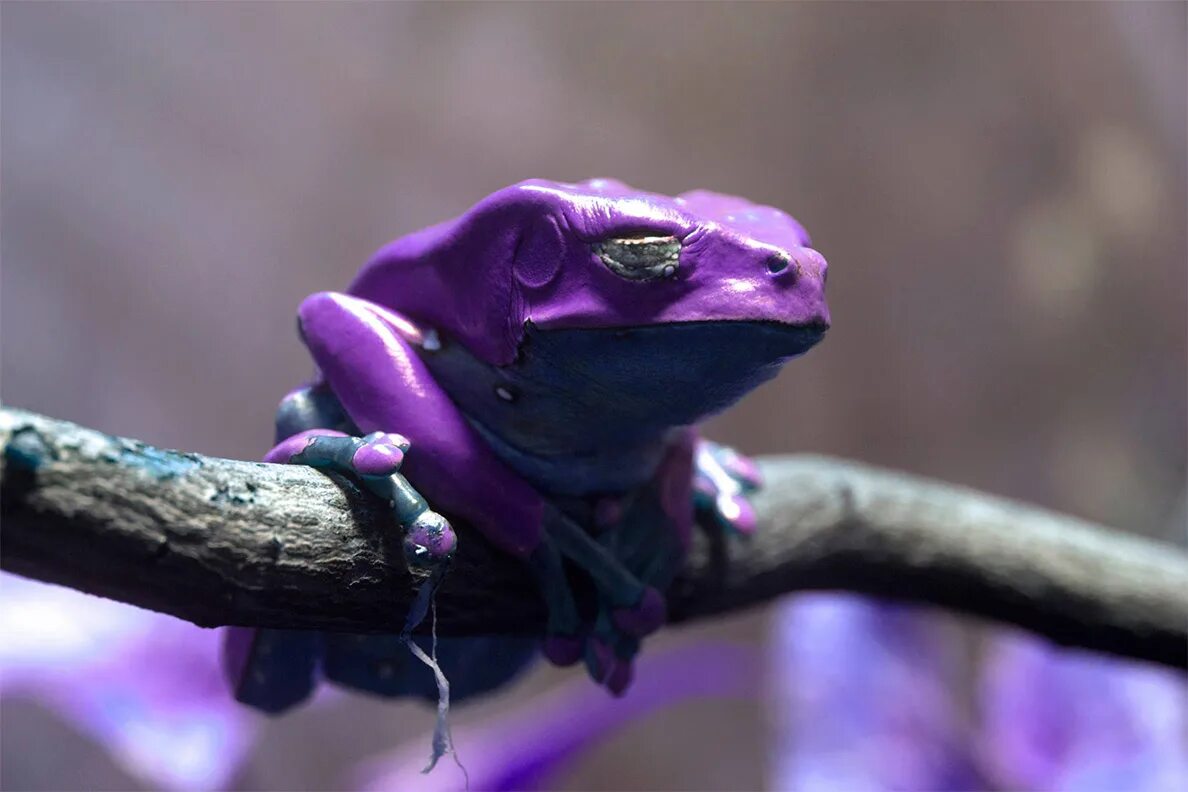 Фиолетовая лягушка. Лиловая лягушка. Сиреневая лягушка.
