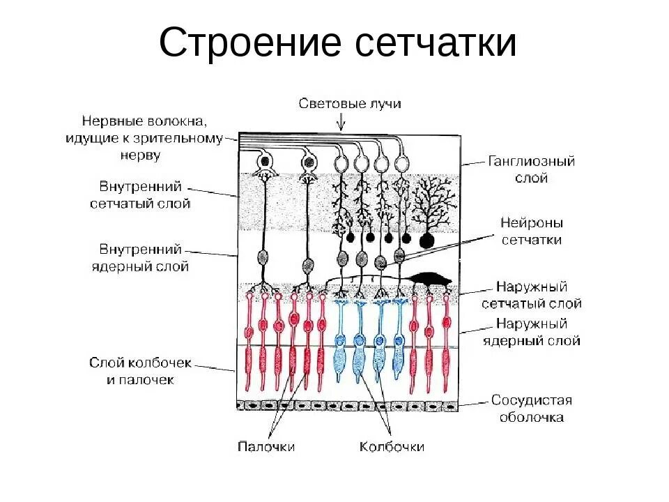 Структурно-функциональная организация сетчатки. Слой палочек и колбочек сетчатки глаза. Схема строения сетчатки глаза гистология. Схема строения слоев сетчатки. Сетчатка относится к