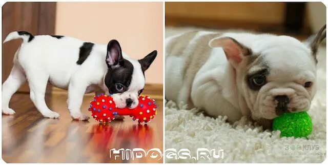 Французский бульдог питание щенков. Миска для французского бульдога. Французский бульдог питание щенков. Французский бульдог взрослый. Питание собак.