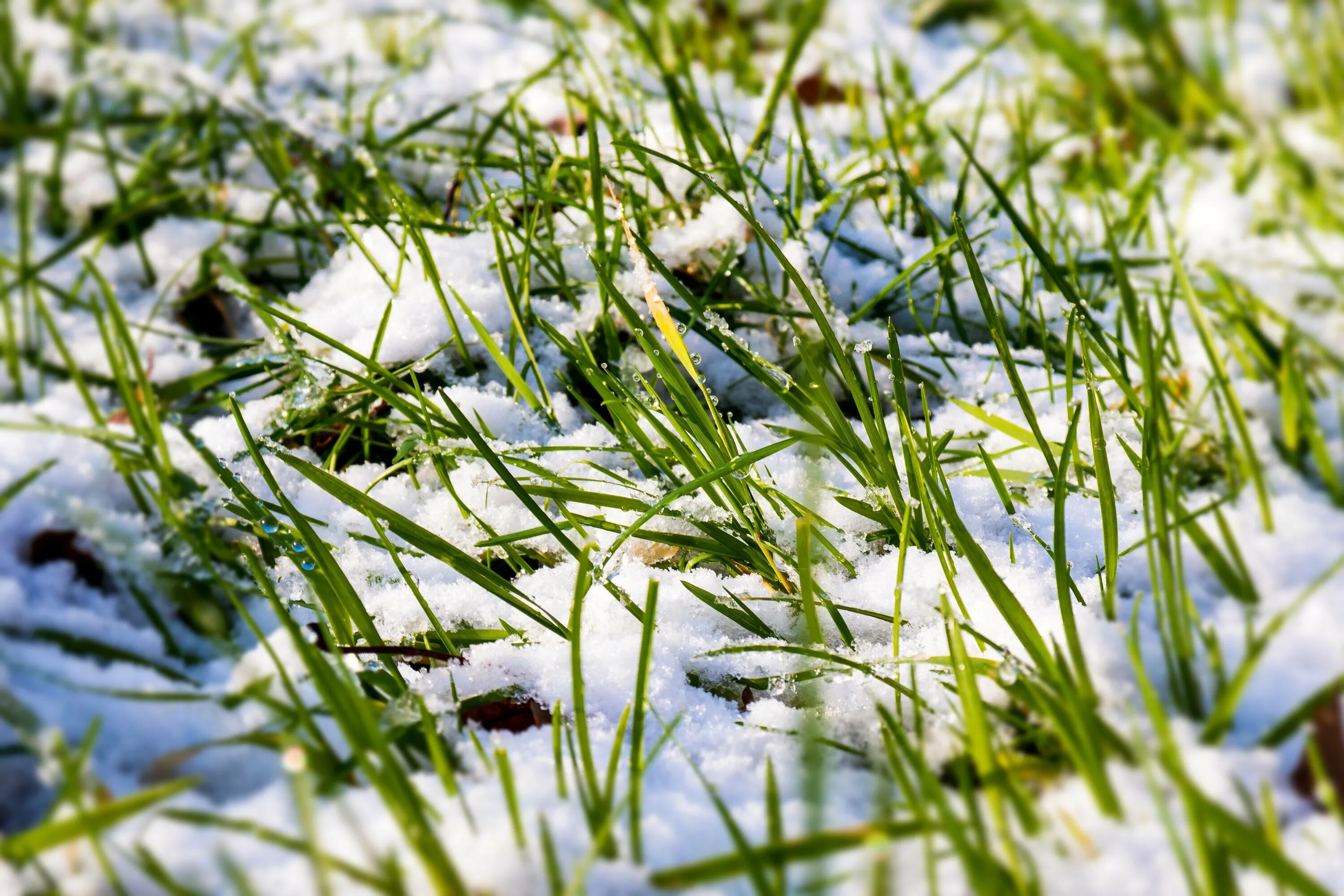 Растения под снегом. Весенняя трава. Трава под снегом.