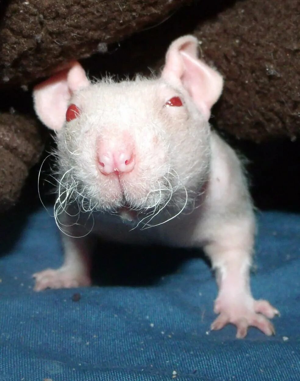 Крыса дамбо рекс голубая. Крыса рекс. Крысенок дамбо рекс черный. Декоративная крыса рекс. Крыса дамбо рекс.