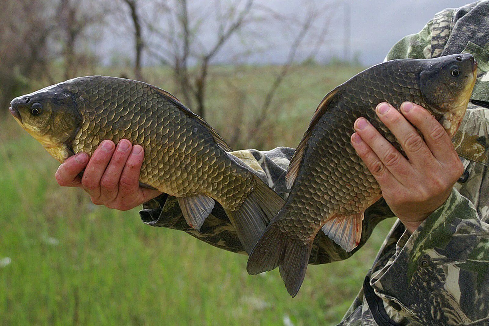 Ловить карасей на пруду. Караси карповые. Ловля карася. Улов карася. Рыбалка на карася.