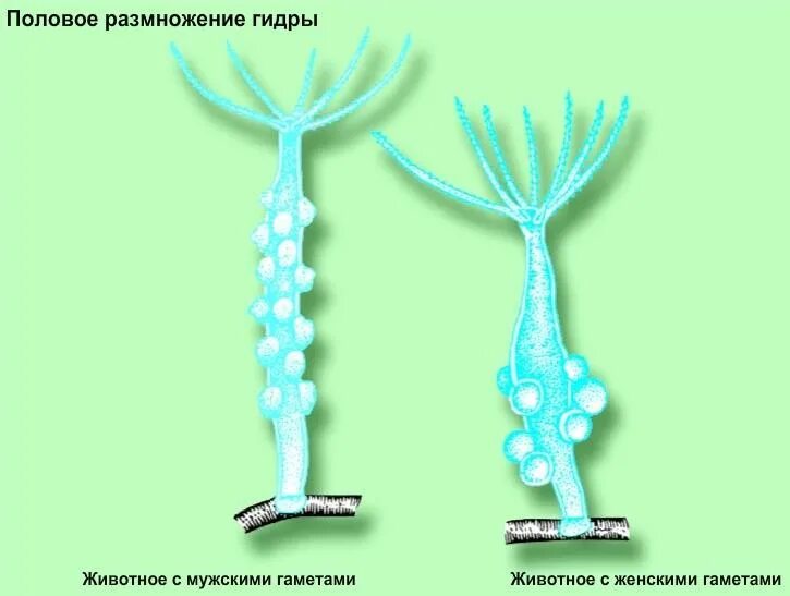 Гибриды полового размножения. Гидра животное бесполое размножение. Размножение гидры пресноводной. Размножение гидры половым. Половые клетки гидры.