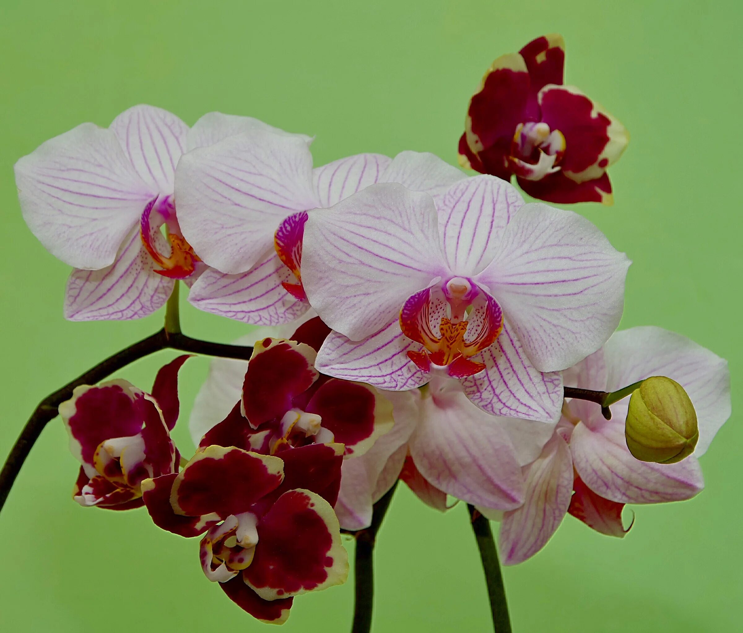 Каких цветов орхидея. Орхидея phalaenopsis hollywood. орхидея фаленопсис вашингтон. фаленопсис daisy. фаленопсис centurion.