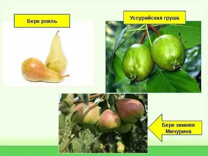 Методы отбора фруктов