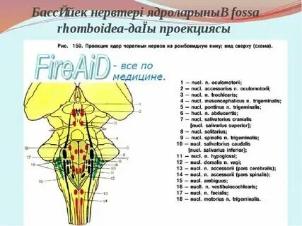 Ромбовидная ямка ядра черепных