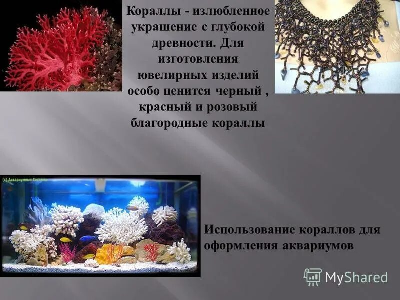значениекишечнополостных. значение кишечнополостных в природе и в жизни человека. значение кишечнополостных в природе презентация. значение кишечнополостных в природе презентация. значение кишечнополостных.