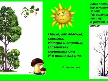 Какой день дерево