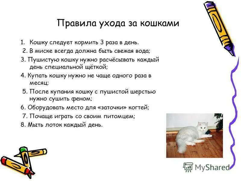 Кошка как за ней ухаживать. Как ухаживать за кошкой. Правила как ухаживать за кошкой. Как ухаживать за котенком. Кошка как за ней ухаживать.