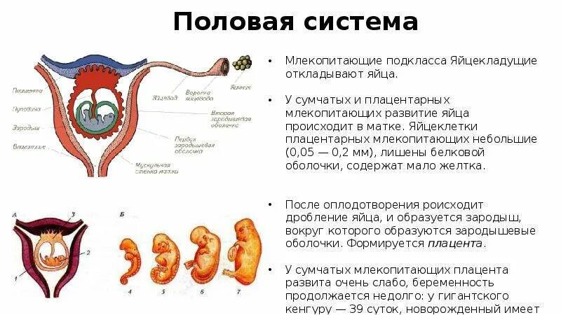 Каковы особенности строения органов размножения млекопитающих. Строение половой системы млекопитающих. половая система млекопитающих таблица. половая система животных биология 7 класс. функции половой системы млекопитающих 7 класс.