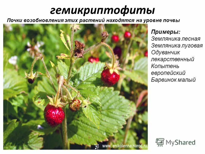 Криптофиты примеры растений. Гемикриптофиты криптофиты. Гемикриптофиты примеры растений. Гемикриптофиты примеры растений. Многолетние травы гемикриптофит.