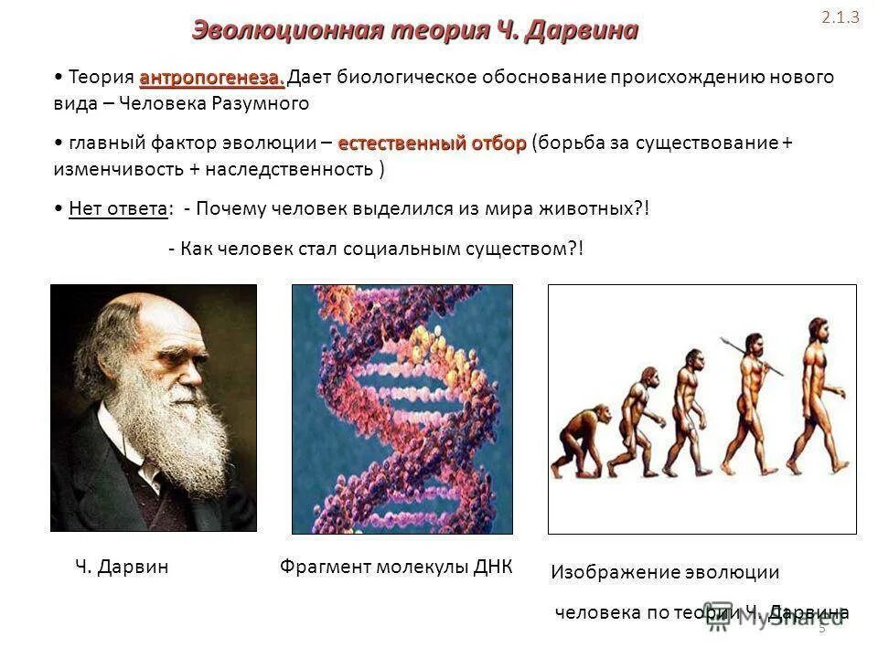 Ученые современной теории эволюции. Эволюционная теория Чарльза Дарвина. Эволюционная теория антропогенеза. 3. Эволюционная теория Чарльза Дарвина.