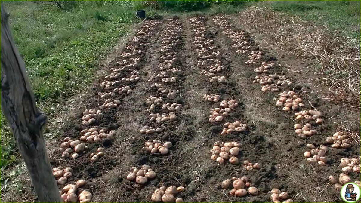 Окучивание сдвоенных рядов картофеля. Способы посадки картофеля. Технология посадки картошки. Метод посадки картофеля. Посадка картошки правильно