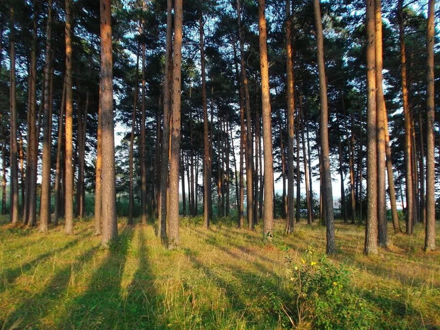 Сайт сосновая роща калуга. Сосновая роща Приводино. Сосновая роща Красноуфимск. Армхинская Сосновая роща. Сосновая роща Йошкар-Ола.