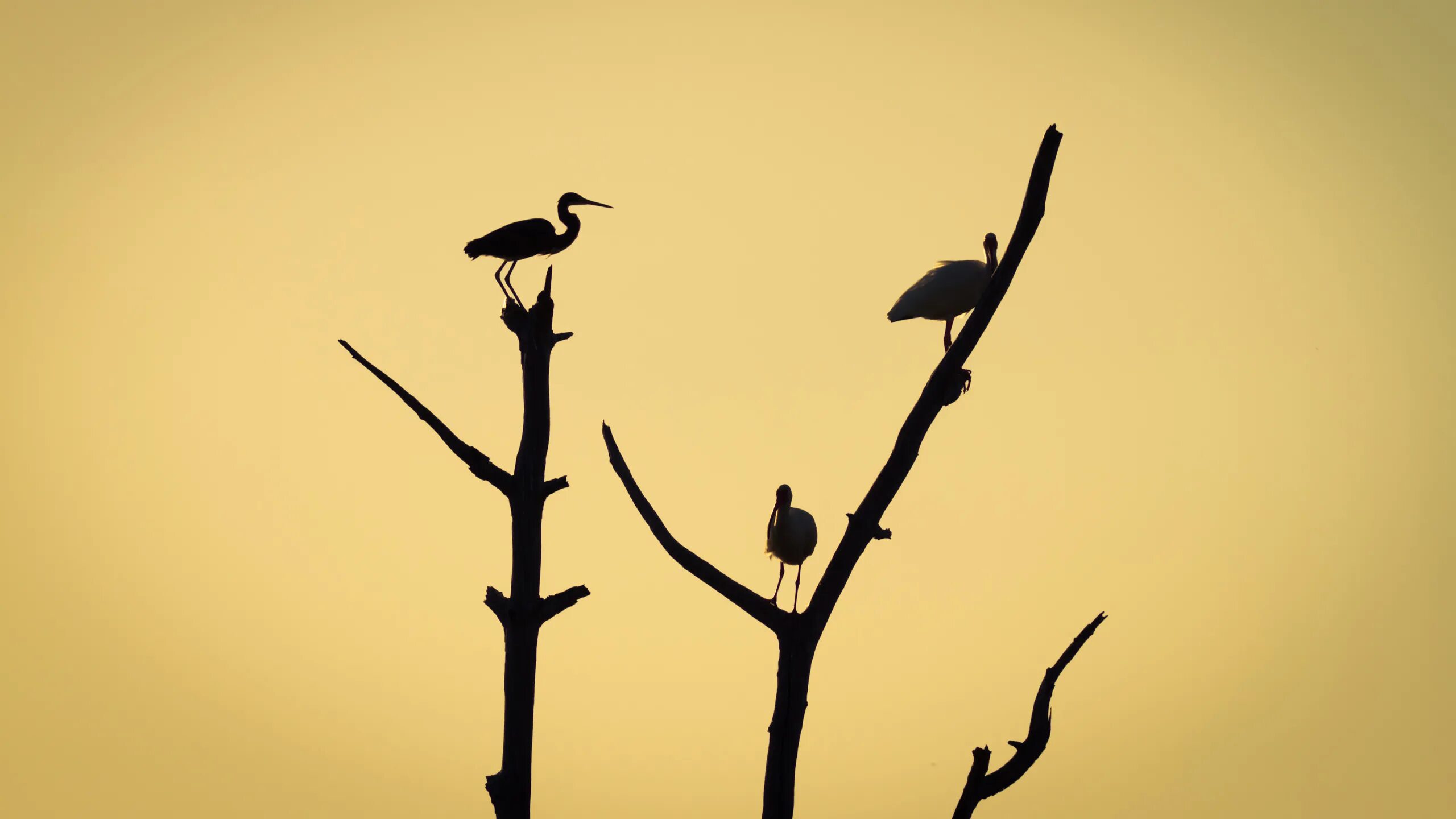 Птицы дерево начинающему. Птичка на ветке. Птицы на дереве. Силуэт дерева с птицами. Птица Минимализм.