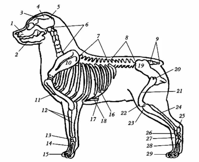Строение скелета собаки анатомия. Строение скелета собак грудная клетка. Строение опорно двигательной системы собаки. Опорно двигательная система скелет собаки.