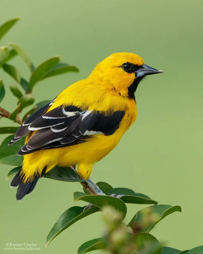 Yellow Oriole (Icterus nigrogularis). Желтый Дрозд. Icterus nigrogularis. Желтый Дрозд птица. Птица с желтым оперением