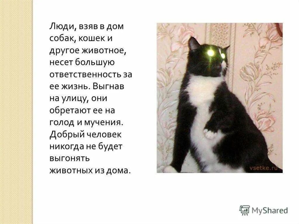 Описание домашнего кота 2 класс. Сочинение про свою кошку. Сочинение про домашних животных. Сочинение на тему домашние животное. Сочинение моё любимое животное кошка.