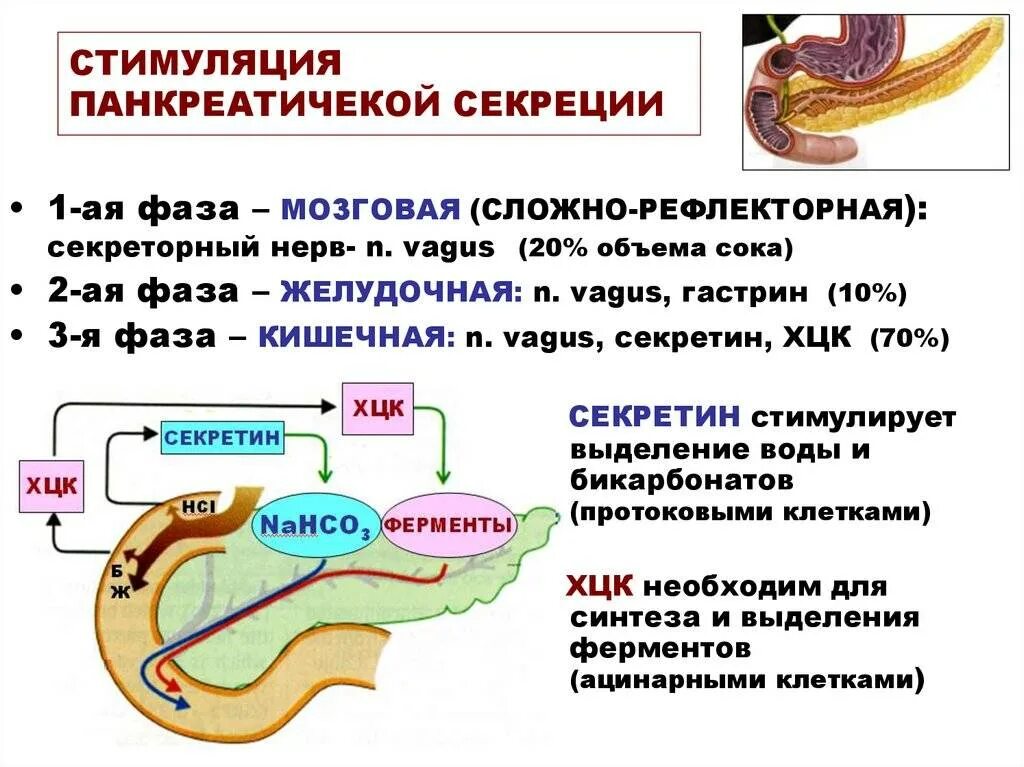 Выделение желудочного сока. Регуляция секреции поджелудочной железы схема. регуляция секреции желудочного сока схема. секреция панкреатического сока схема. схема регуляция поджелудочной железы физиология.