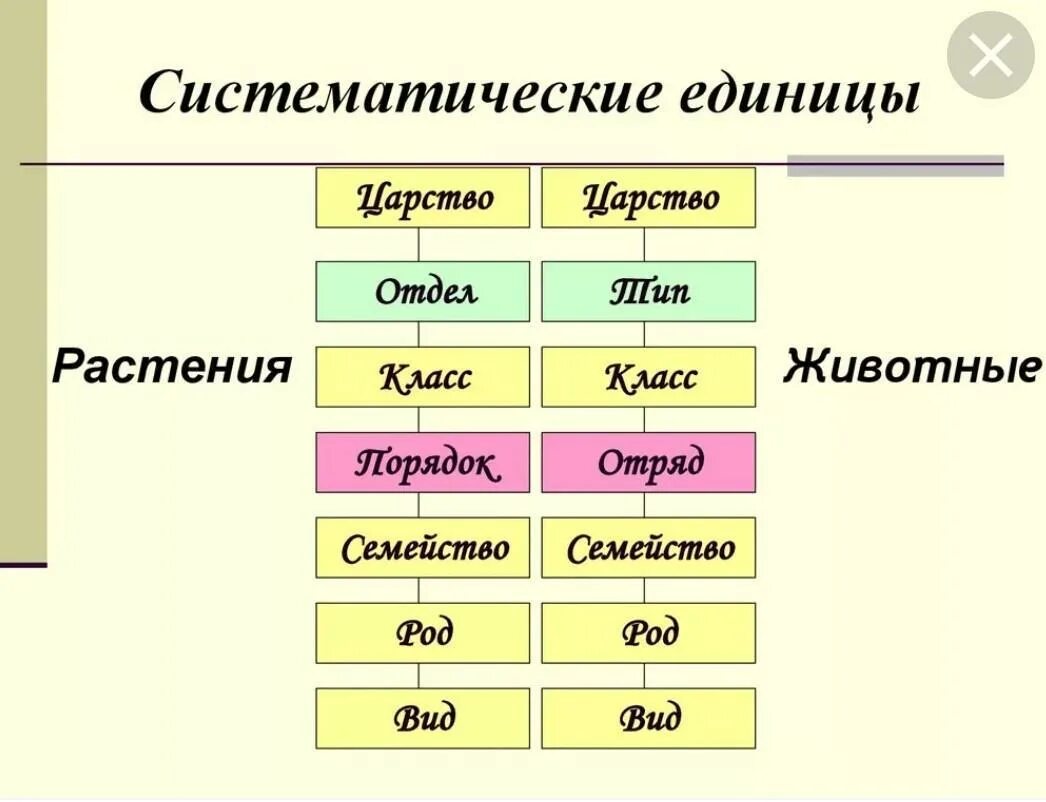 Домен таксон. Систематические единицы в биологии царство. Систематические таксономические единицы. Систематические единицы растений таксоны. Систематика растений царство отделы.