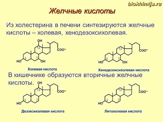 Желчные кислоты строение. Строение парных желчных кислот. структура желчных кислот биохимия. парные (конъюгированные) жёлчные кислоты.