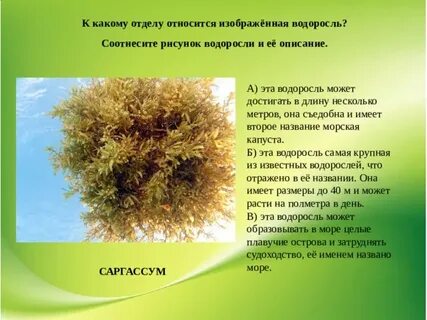 К какому отделу относится