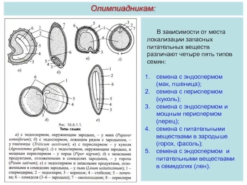 Функция запасных питательных веществ