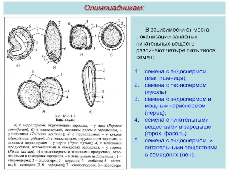 В каких структурах содержится запас питательных веществ. Семя пшеницы зародыш эндосперм. Семена двудольных растений с эндоспермом и периспермом. Семена с эндоспермом схема. Запасные питательные вещества в зародыше семени.