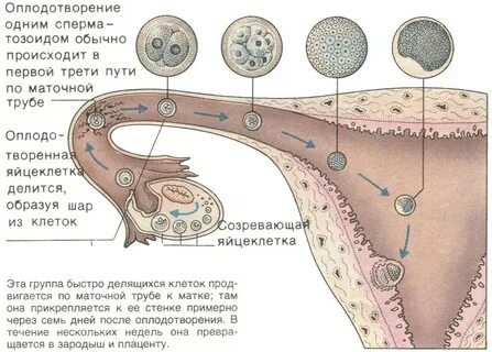 Через сколько наступает оплодотворение