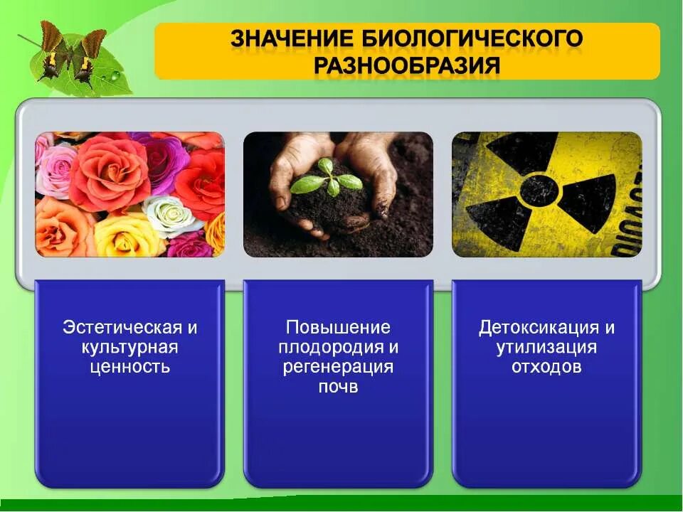 Виды видового разнообразия. Сохранение биологического разнообразия. значимость биоразнообразия. сохранение биоразнообразия. важность сохранения биоразнообразия.