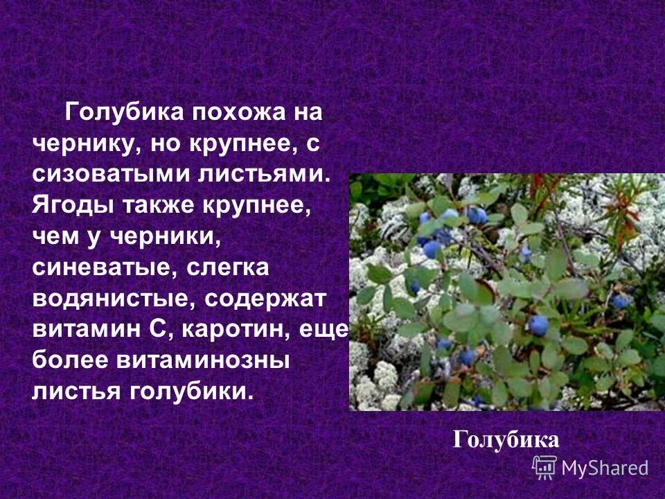 Где растет голубика. Информация о голубике. Краснокнижные растения ярославской области. Голубика презентация. Информация о голубике.