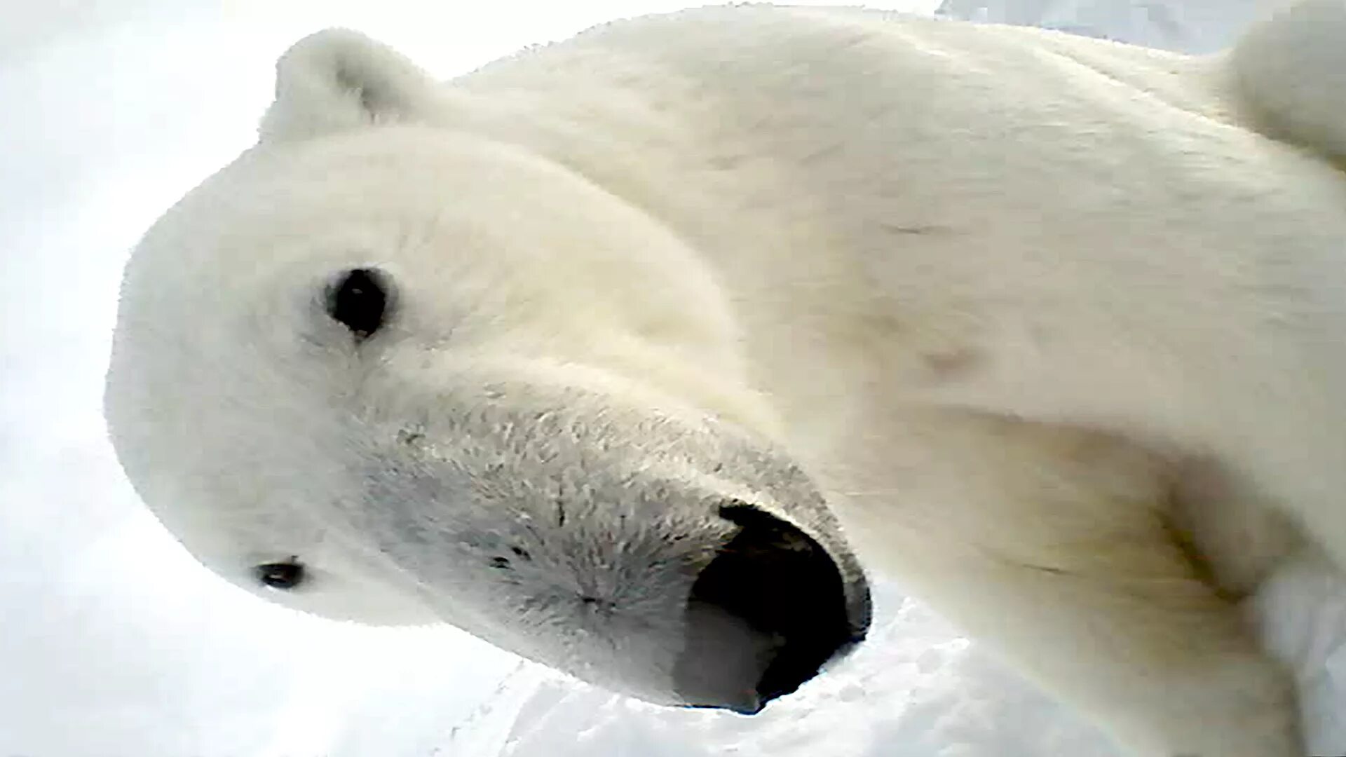 На следующей странице представлены фотографии белого медведя. Белый медведь ест тюленя. Белые медведи 2008. Мордочка белого медведя. Белый медведь морда.
