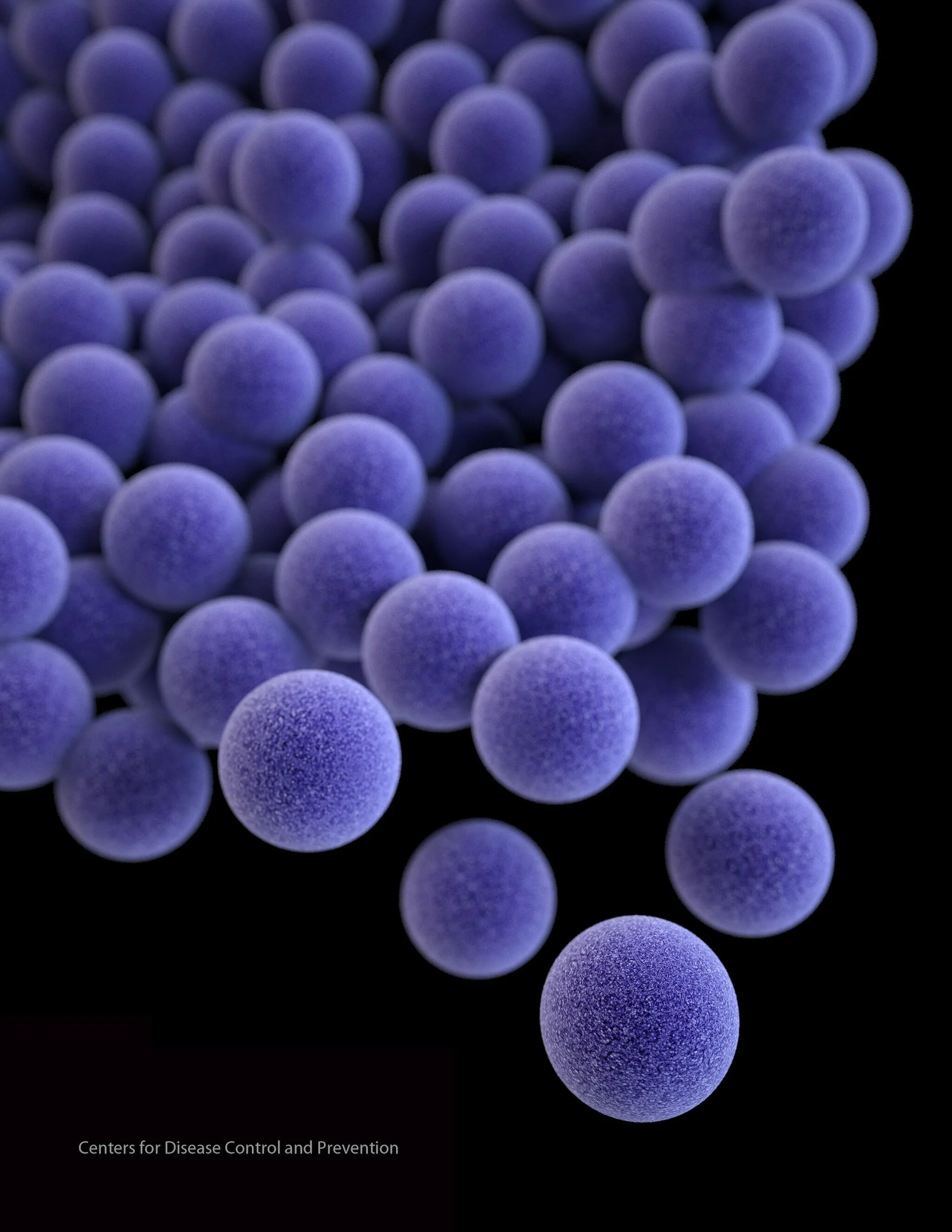 Staphylococcus aureus золотистый стафилококк. S. aureus золотистый стафилококк. Стафилококк ауреус микроскоп. Метициллин-резистентный золотистый стафилококк.