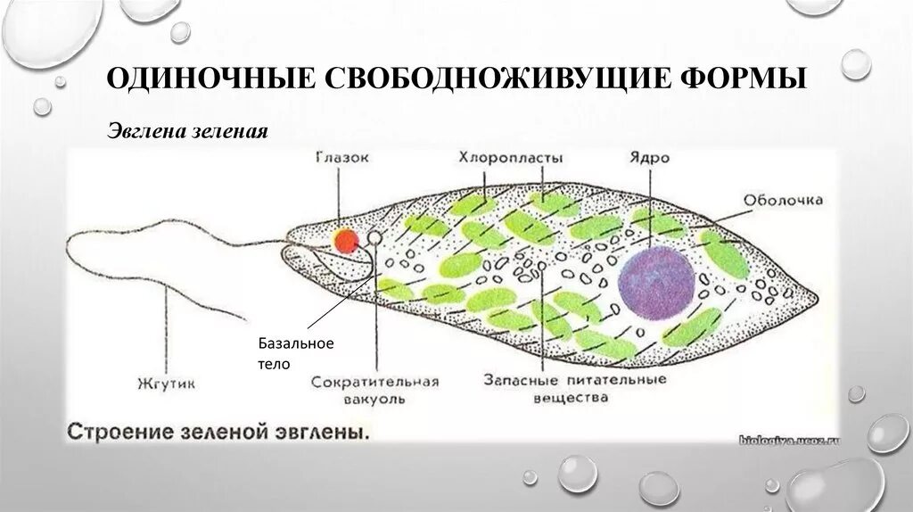 Эвглена рисунок строения. Строение эвглены зеленой 7 класс биология. эвглена зеленая биология 7 класс. эвглена зеленая строение рисунок. строение жгутиковые эвглена зеленая.