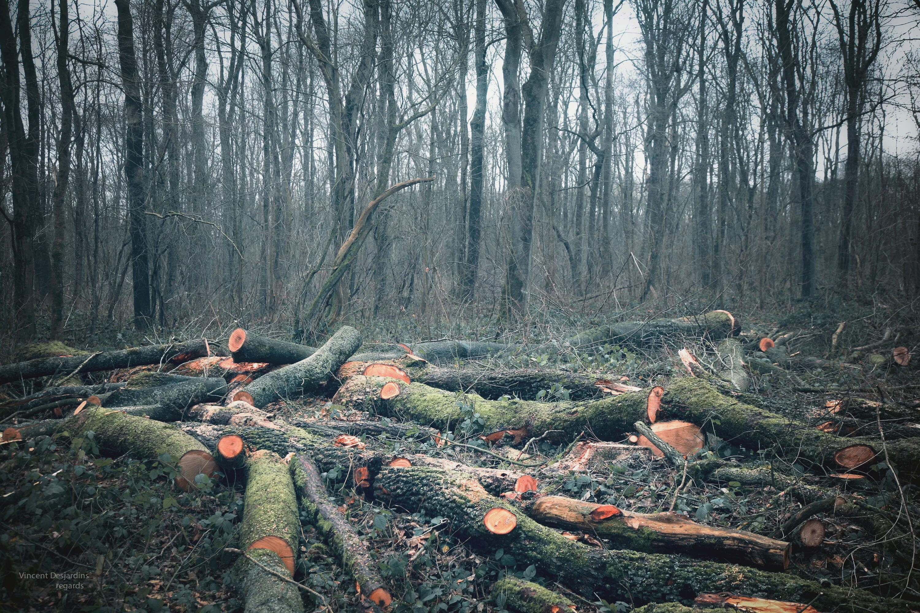 Cut down forest. Срубленный лес. Вырубка лесов. Срубленные деревья. Природа срубленные леса.